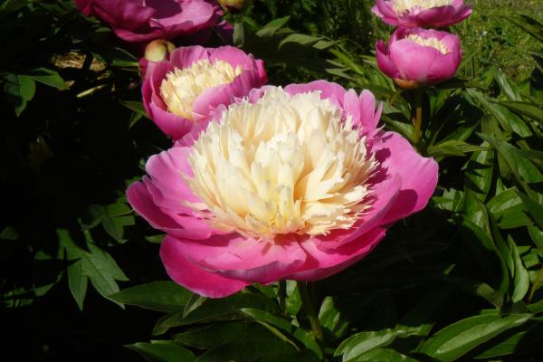Pfingstrose Embraceable Pink, Paeonia lactiflora